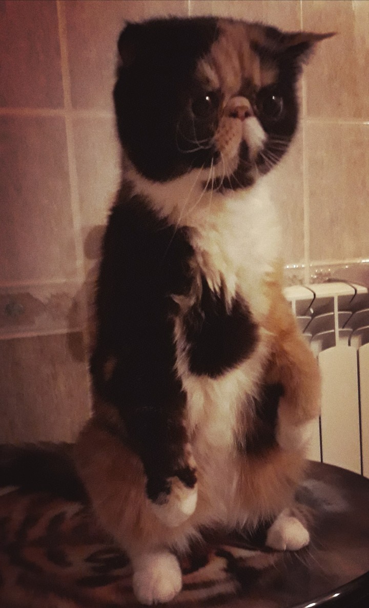 sweetie