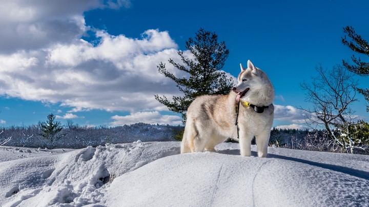 Husky and beautiful View
