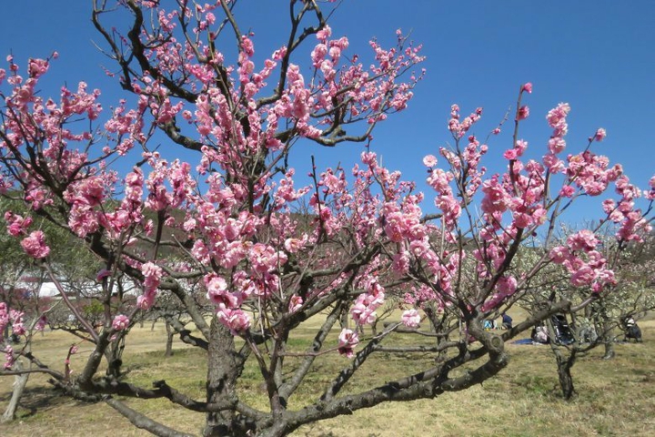peach blossoms in full bloom