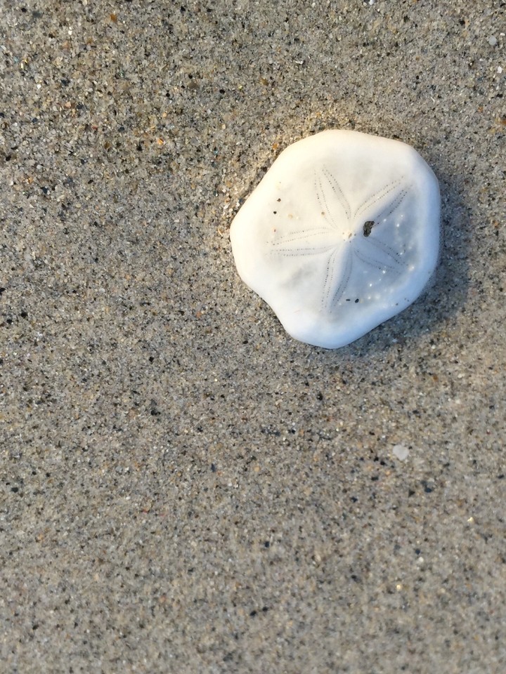 seashell