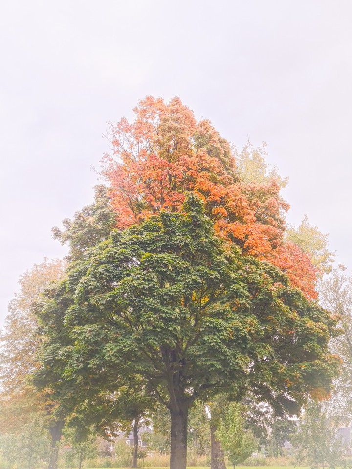 Misty day