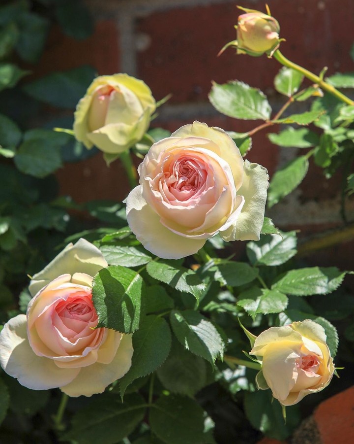 Roses