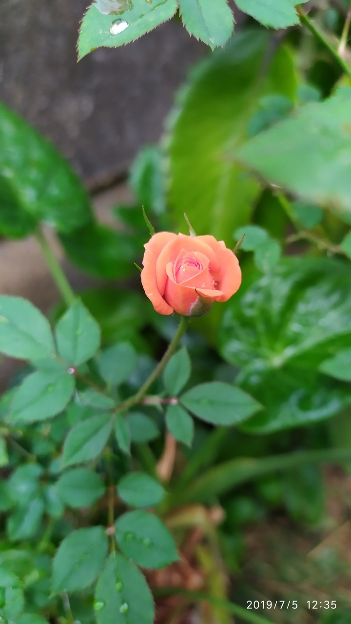 flores da Mariola