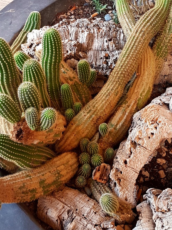 piante