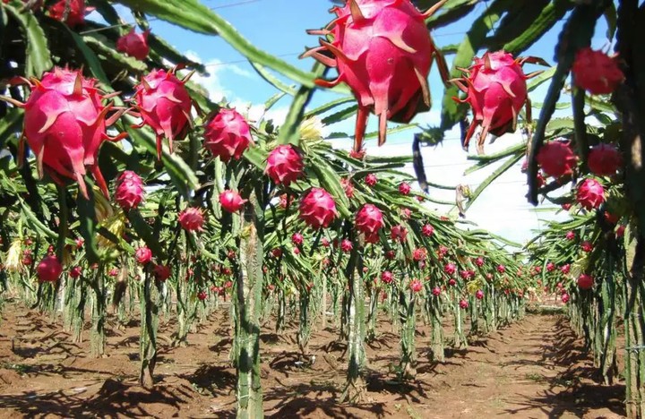Dragon fruit