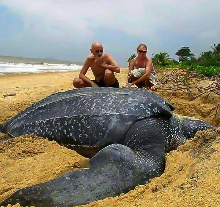 An Egg Laying Day 4 the Leatherback Sea Turtle