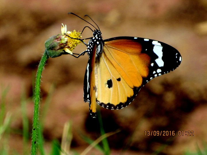 Butterfly