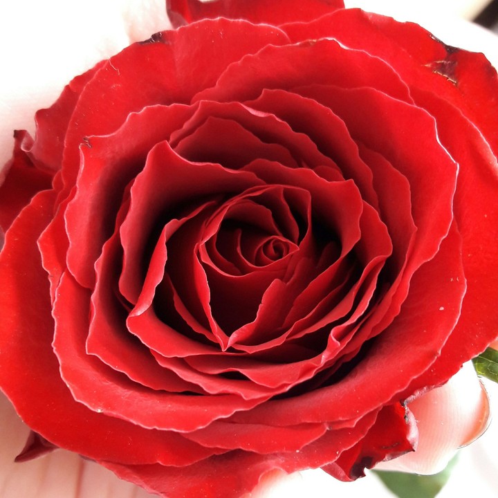 my rose