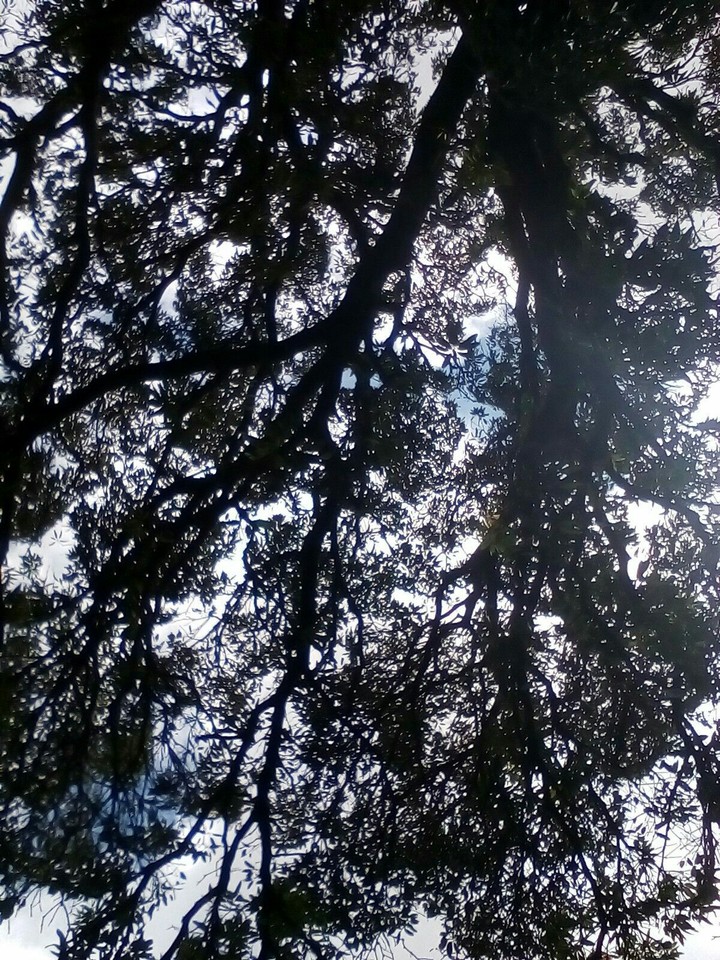 A tree viewed from below #01
