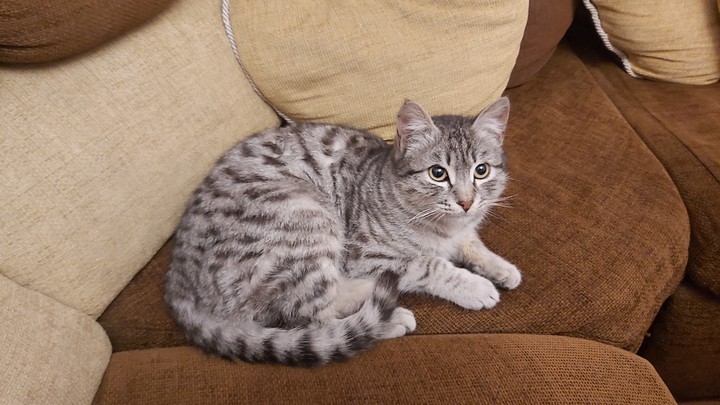 cat