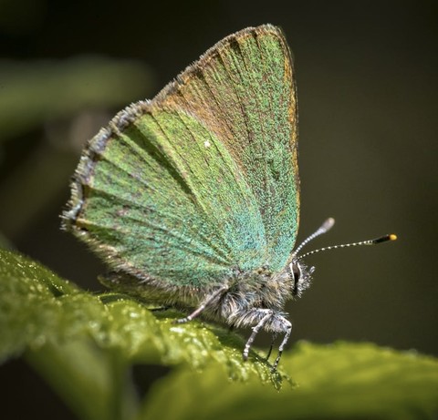 sfondi pollinator, butterfly