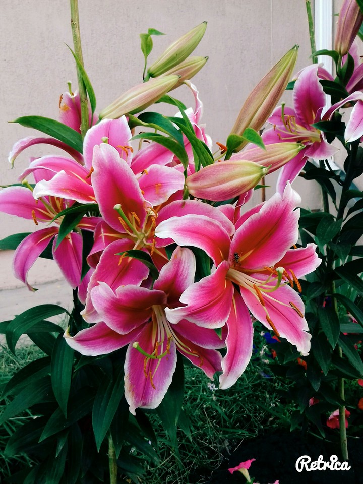 Flower