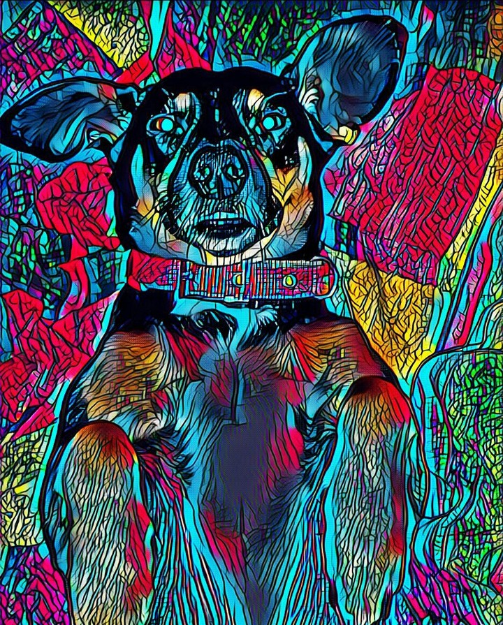 Dog