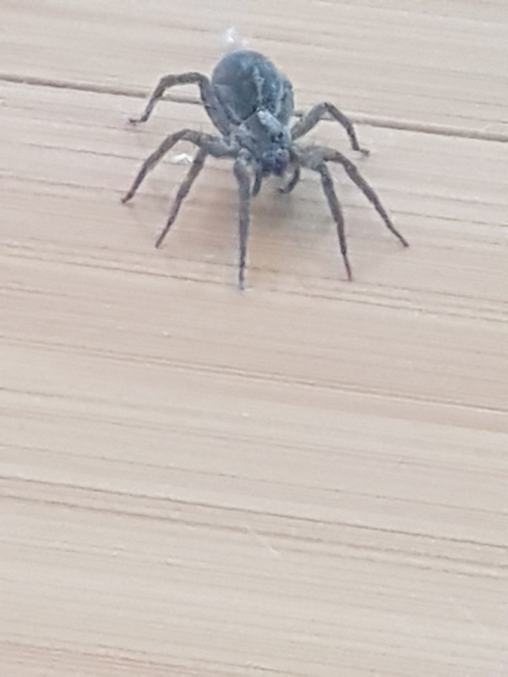 spider