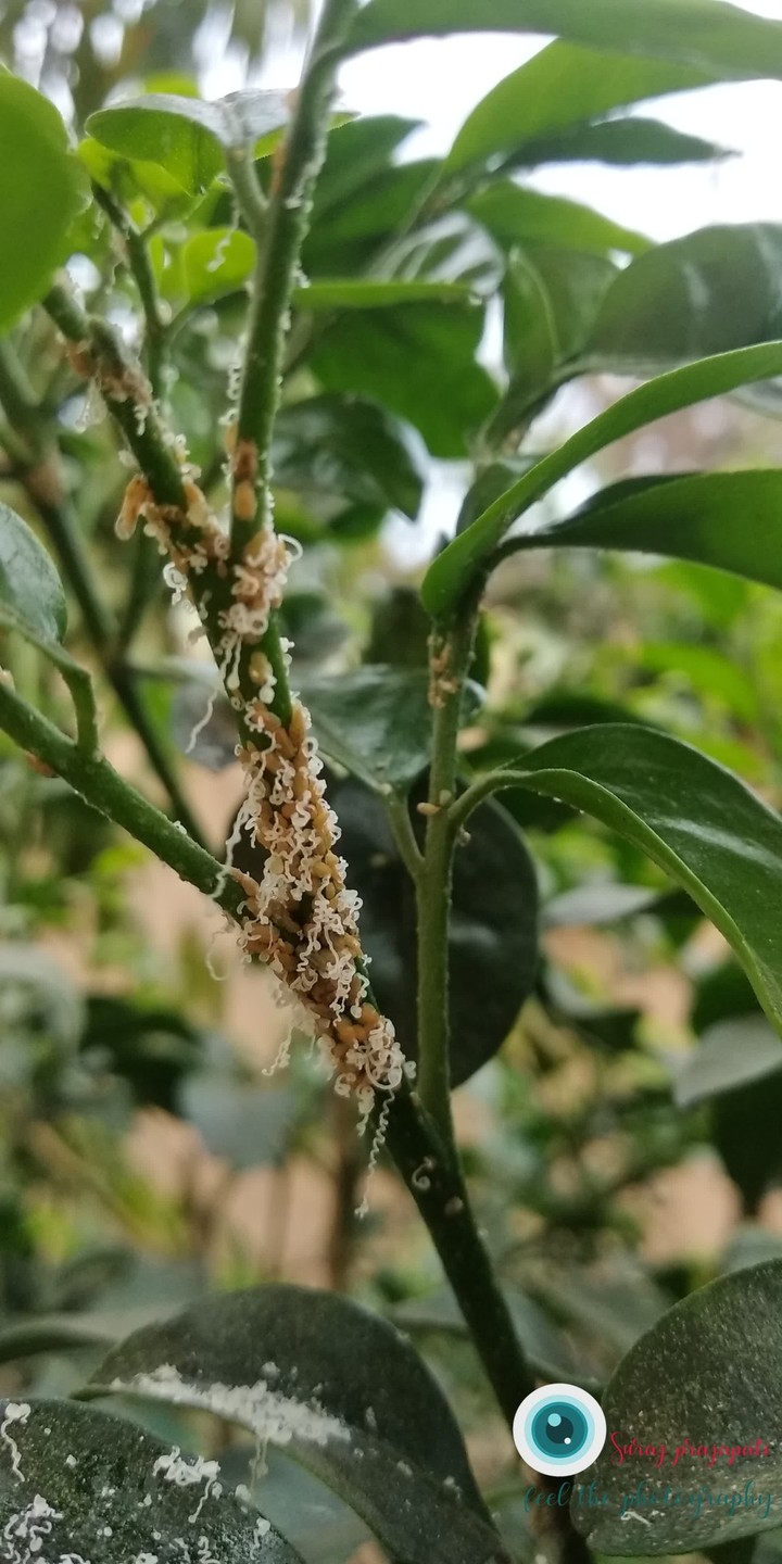 weeping plant(^^)(^^)