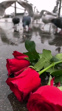 نة٦غ