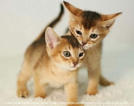 Two cat