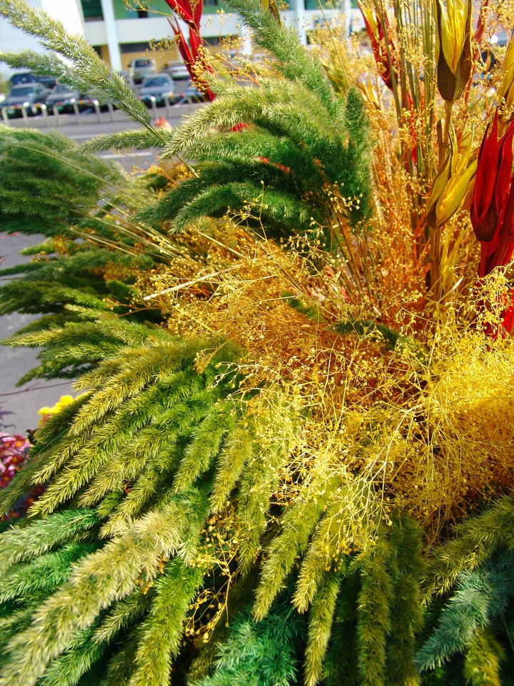 Plant