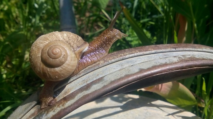 Snail on a watering can