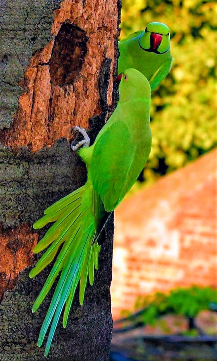 Parrots