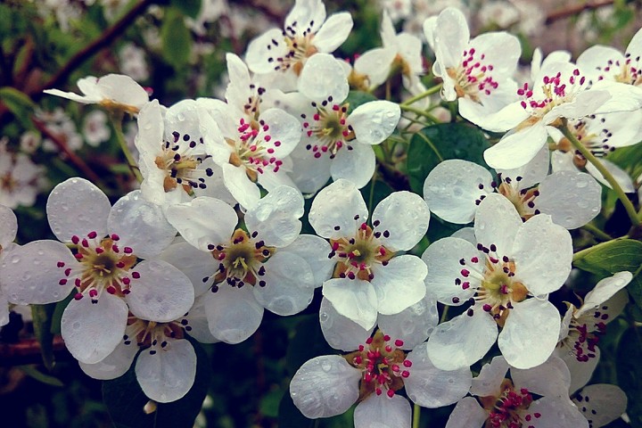 Pear tree