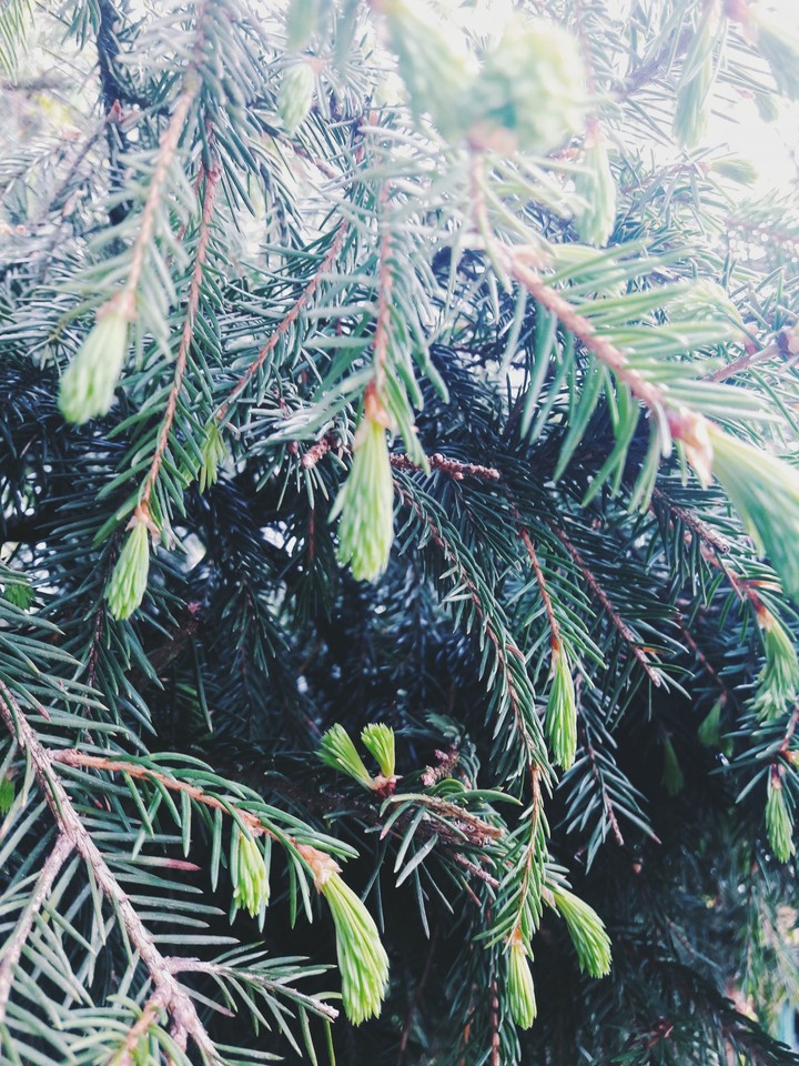 fir-tree