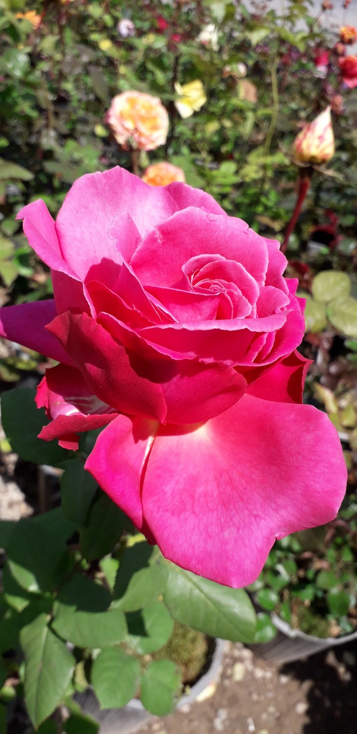 rose