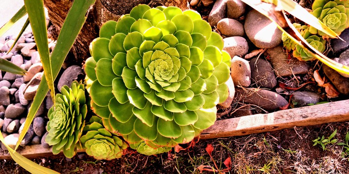 green flower