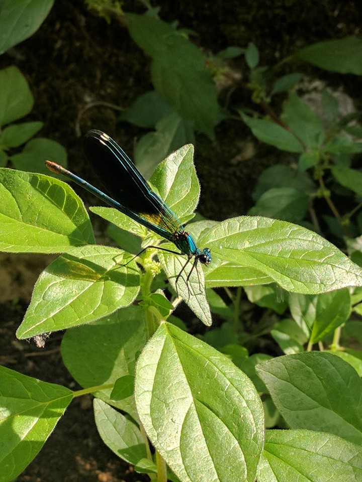Dragonfly