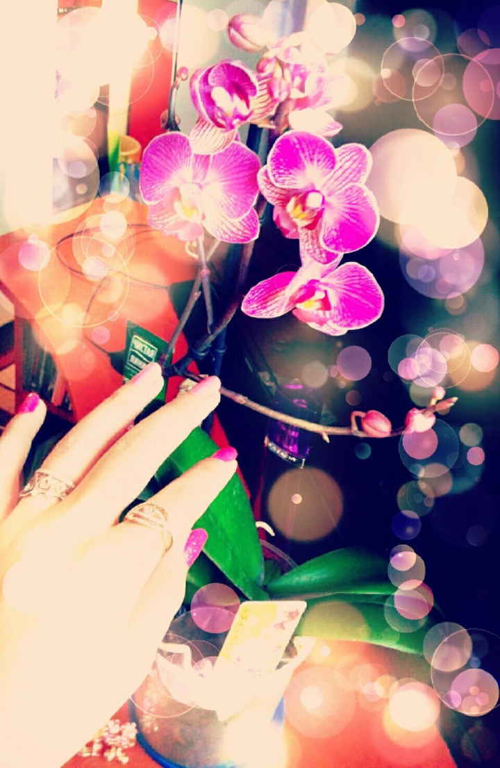 phalaenopsis