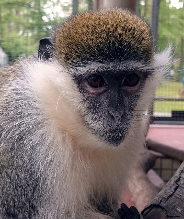 Affe