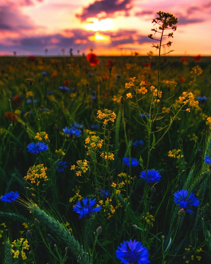 Blue Flowers