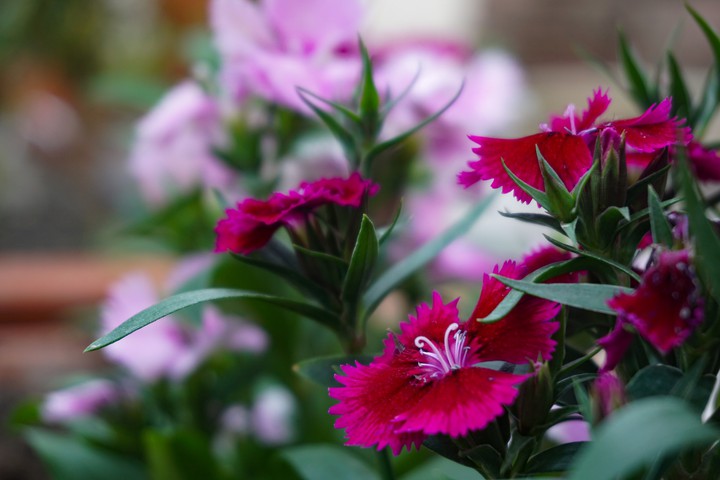 Winter bloom