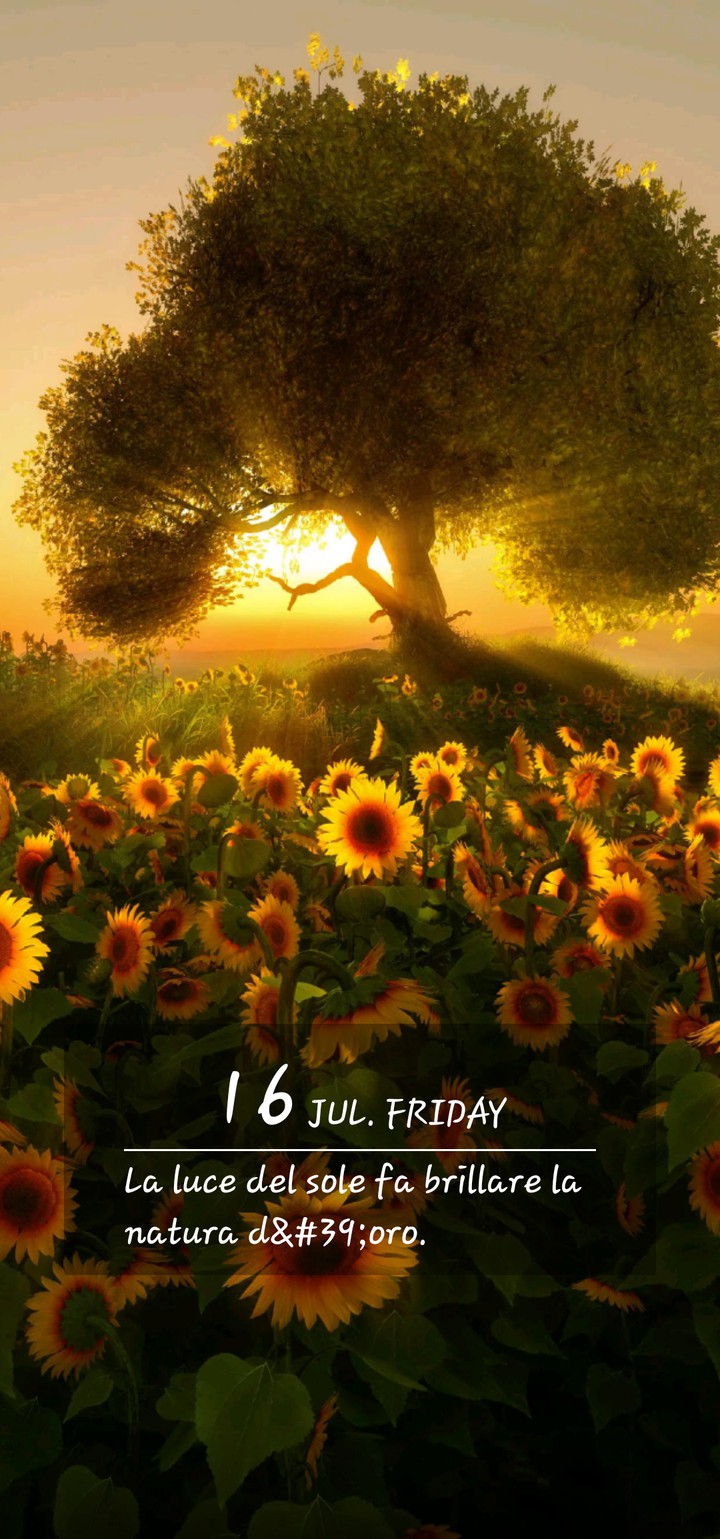 campo di girasoli