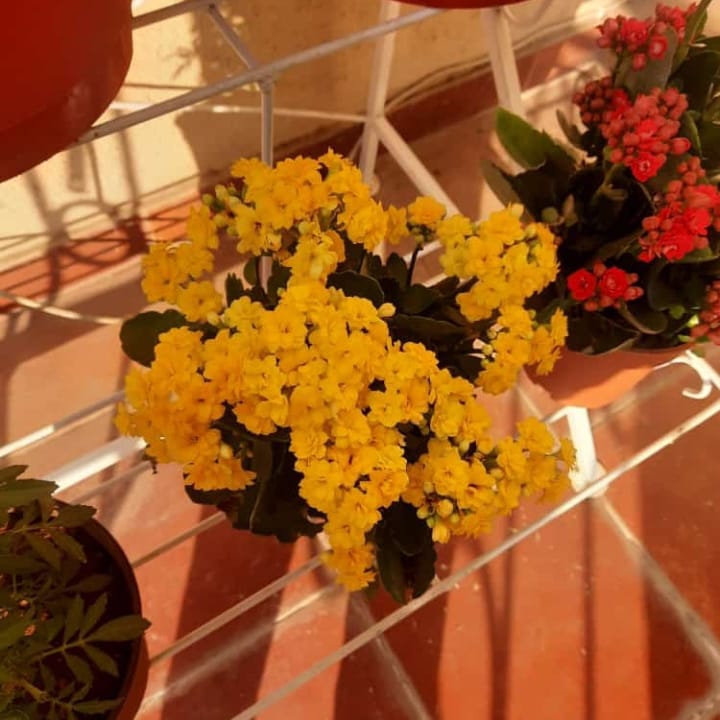 flower