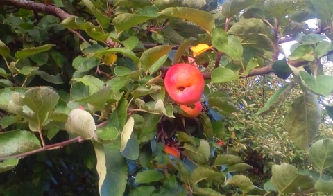 тапети food, apple