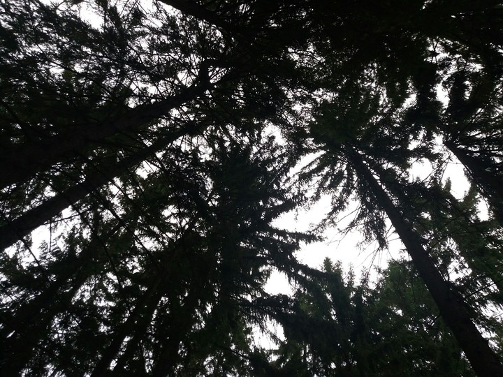 Tree's