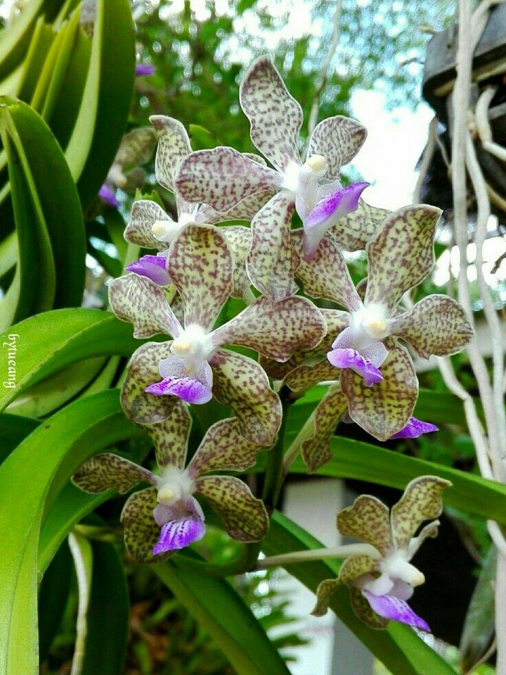 Orchid
