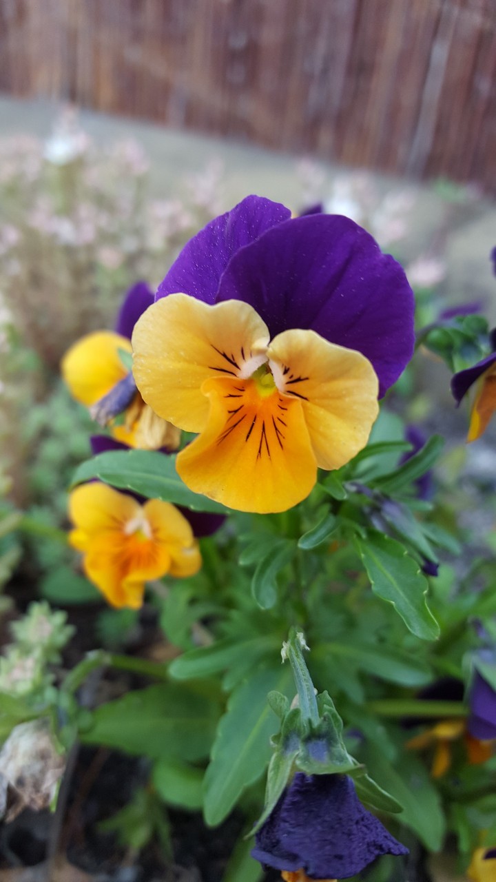 flower