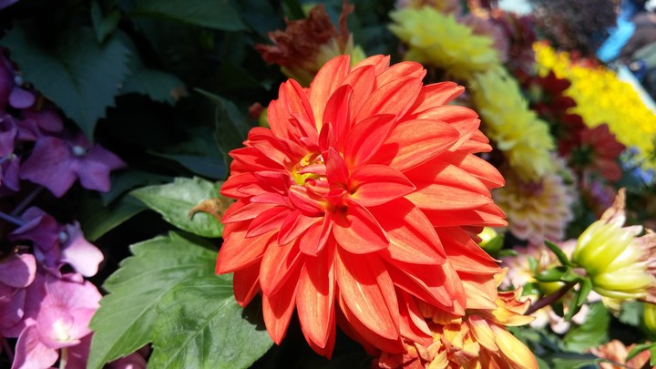The Hong Kong Flower Show 2018