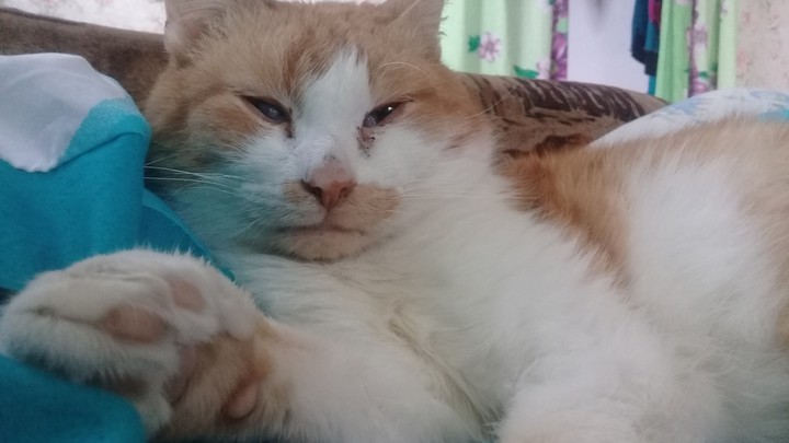 кот