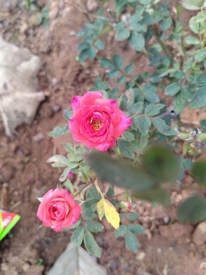 rose