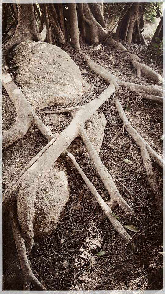 Roots