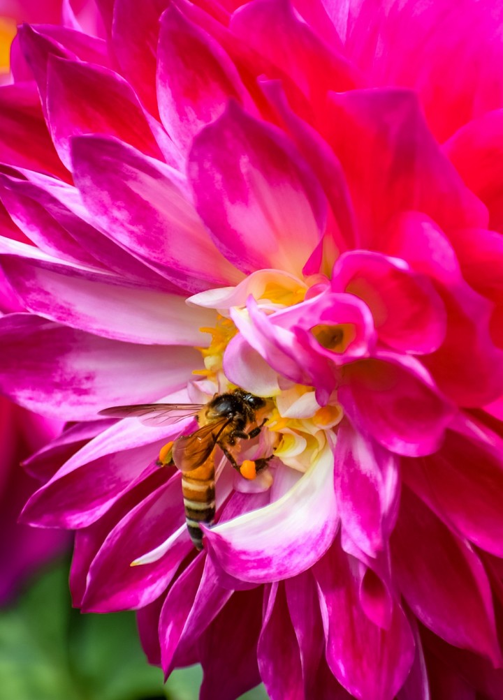 bee collecting nectar