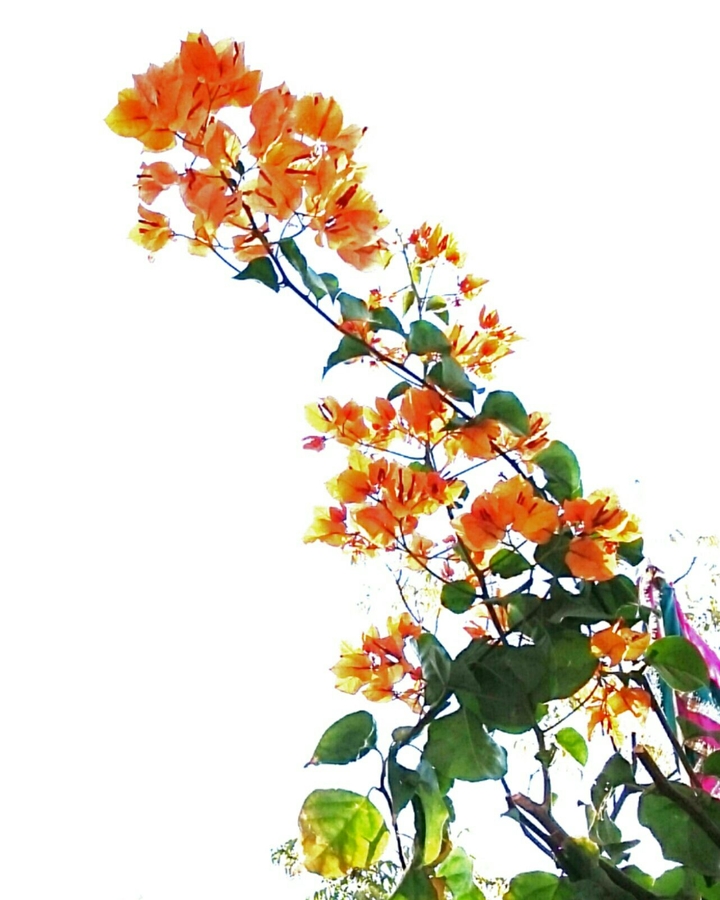 #flowers
