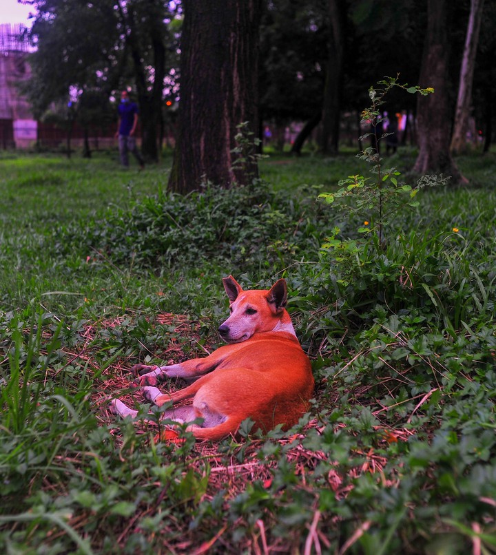 a good doggo..