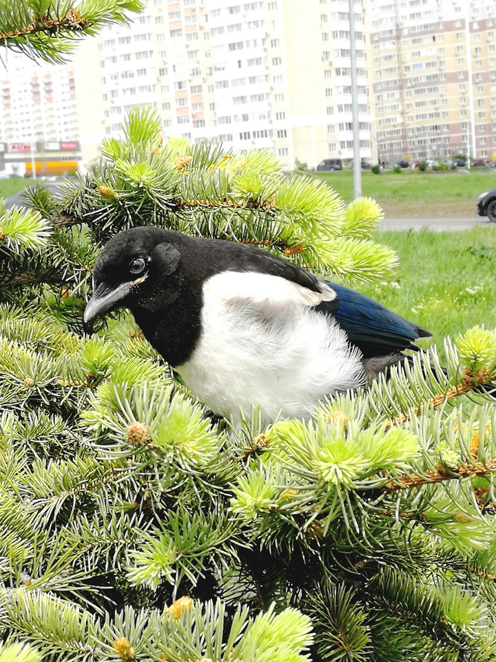 Сорока