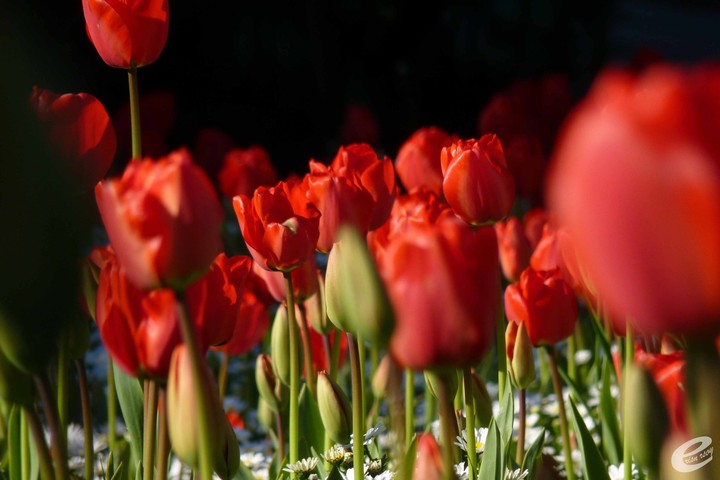 tulip 3