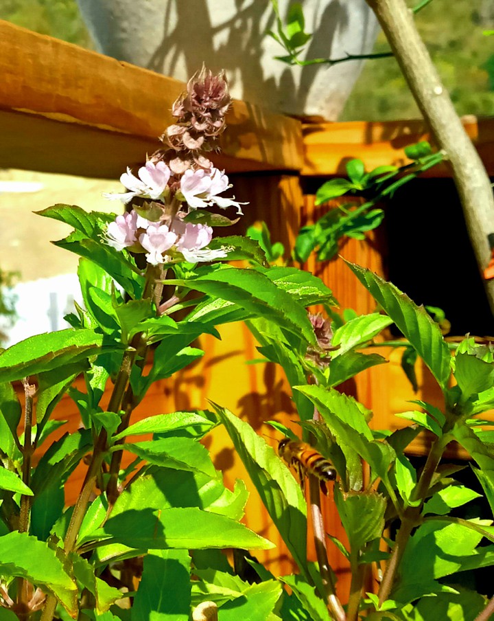 Bee Still