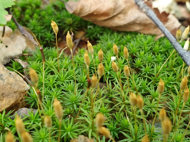 in forest